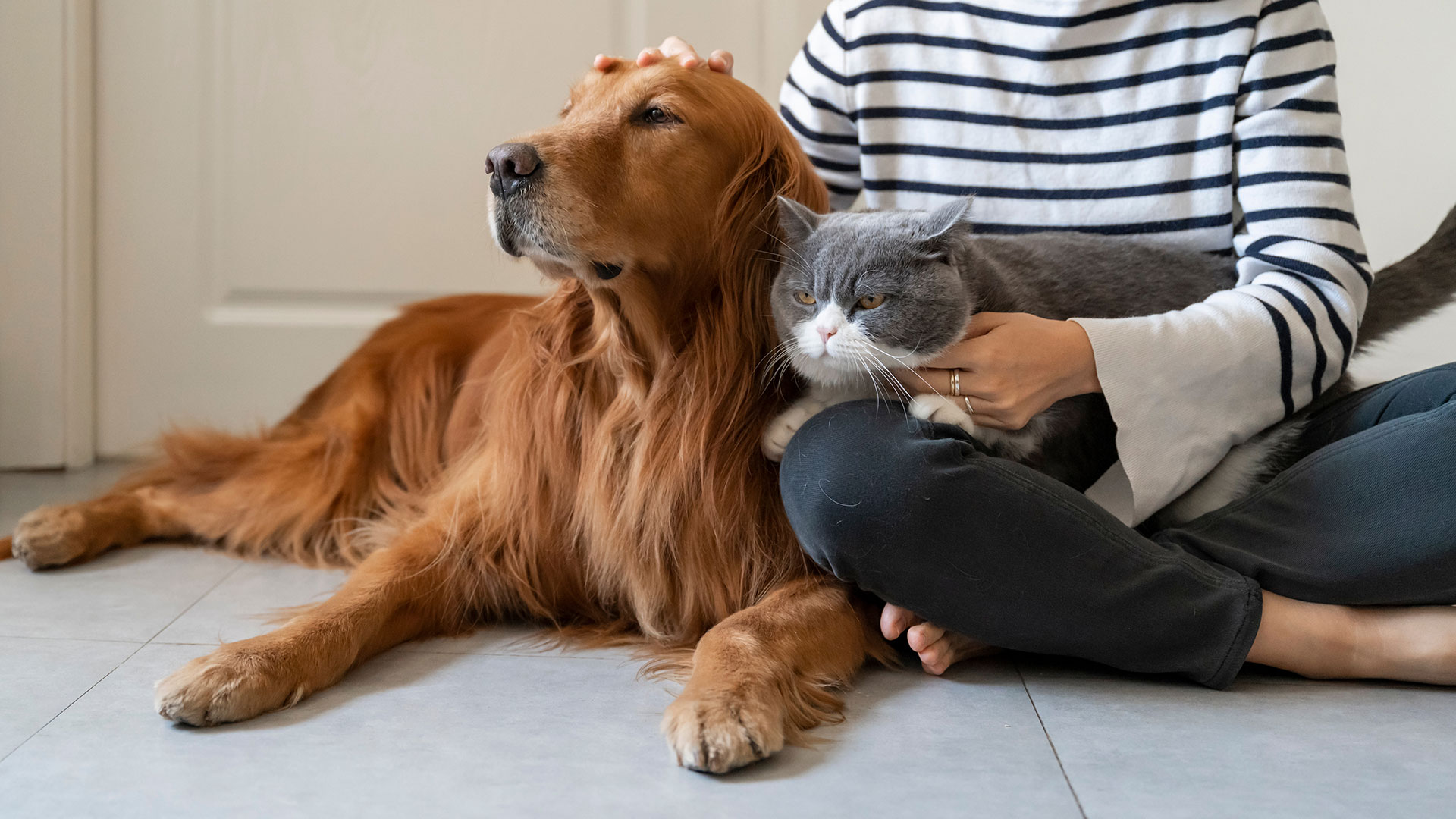 More than 1.3 million pet animals are already registered in the National Register