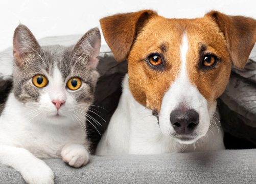 ktp-photo-PETS ktp-photo-PETS