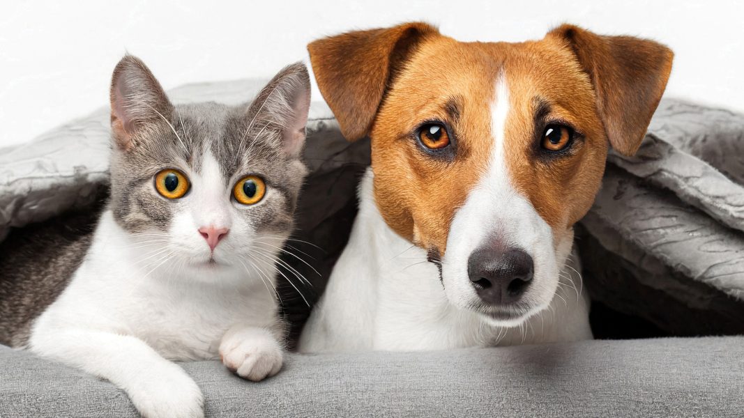 ktp-photo-PETS